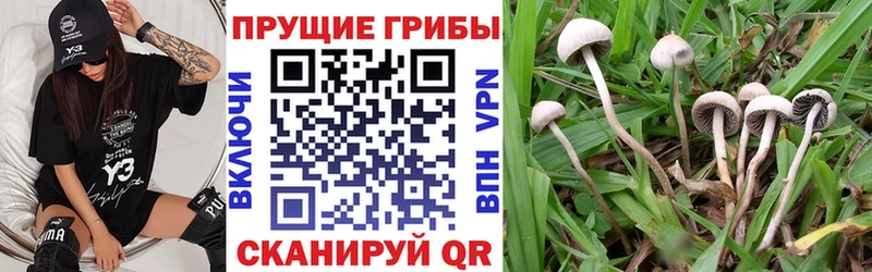 Галлюциногенные грибы Cubensis Аркадак
